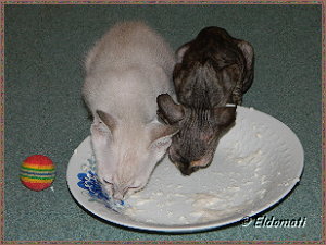 Luna und Kalimero essen