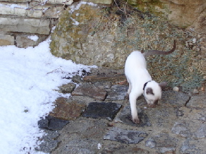 Spaziergang im Schnee 2006