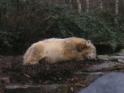 Knut schläft
