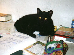 Merlin berwacht die Hausaufgaben.